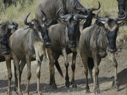 Western_Corridor_(Kirawira)2003-073